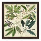 TIME-ART美式植物图谱树叶装饰画 原版进口 客厅餐厅实木画 376