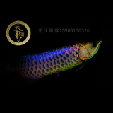【 天龙坊金龙鱼活体鱼苗】纯种马来西亚冠军级风水紫蓝底金龙鱼
