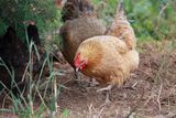 农家散养沂蒙山2-3年老母鸡月子鸡 草鸡土鸡笨鸡活鸡现杀新鲜营养