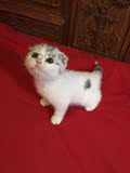 【售出】名贵活体宠物猫 美国短毛猫 美短加白 CFA纯种血统 折耳