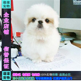出售纯种北京京巴幼犬赛级宫廷犬超可爱长不大雪白的宠物狗狗12