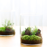 ECOEY 苔藓微景观玻璃小森林生态瓶办公室桌面摆件绿植DIY植物
