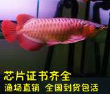 进口红龙鱼 印尼辣椒红龙 观赏鱼 热带鱼 金龙鱼 活体幼苗