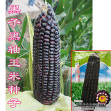 【非转基因黑玉米种子】黑糯6号玉米种子 紫黑粒黑轴 皮薄香粘软