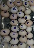 海兰灰种蛋,绿壳海兰种蛋,海兰白种蛋.鸡种蛋,土蛋鸡种蛋,种鸡蛋
