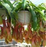 花卉盆栽-食虫植物-红瓶猪笼草包邮 (笼子可以长很大)