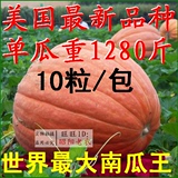 美国进口世界特大蔬菜 超级巨型大南瓜种子 特长丝瓜茄子等10粒