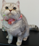 促销猫咪活体SHE之家名猫馆宠物银渐层折耳英短猫纯种美短毛CFA