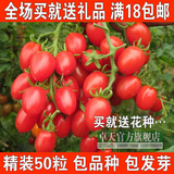 30粒分装蔬菜种子樱桃番茄水果西红柿红黄紫圣果种子阳台盆栽水果