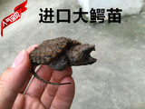 2015年大鳄龟苗乌龟活体进口龟苗钓鱼龟刺鳄龟活体包全品水龟宠物