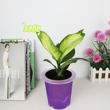 绿色桌面植物万年青玛丽安办公室内盆栽花卉水培懒人植物净化空气