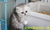 *上海本地*欢迎上门看猫个人养 纯种金吉拉宝宝母宝宝 家养健康