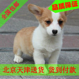 柯基犬 纯种血统 幼犬短腿家养货到付款 包邮 宠物狗 北京天津G01