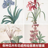 【Z190】各种植物花卉图鉴手绘水彩铅参考素材插画资源鲜花海量