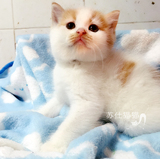 T.M宠物猫活体纯种英国短毛猫乳色高白八字包子脸蓝猫梵花色公猫