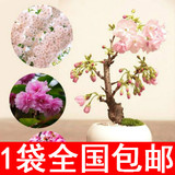进口新采日本樱花种子/樱花树种子/阳台盆栽花卉 多品种选择 10粒