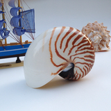 海贝海四大名螺鹦鹉螺天然贝壳大海螺海螺贝壳珊瑚收藏地中海装饰