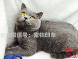 【宠物印象】 英国短毛猫 （蓝猫) 种公对外借配  北京通州