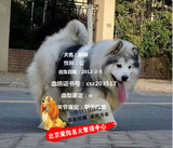 北京正规犬舍巨型熊版阿拉斯加种狗对外配种展示欢迎上门参观