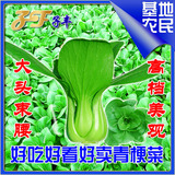 华骏青梗菜种子100克批发上海青油菜小白菜棠菜青菜籽蔬菜种子