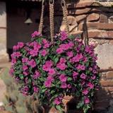进口美国泛美花卉种子  垂吊生长型长春花 地中海系列 丁香紫色