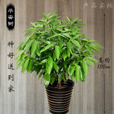 武汉同城送大型绿植平安树吸甲醛客厅室内落地花盆栽植物开业花卉