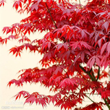 红丝带 正宗日本红枫树苗 庭院植物批发 绿化苗木 红枫小苗包成活
