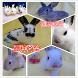 宠物兔宝宝 熊猫兔公主兔小白兔黑兔子 兔活体 自家繁殖包邮包活