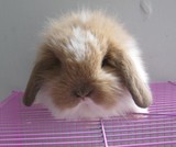 荷兰纯种垂耳兔 活体宠物兔 折耳兔包子脸垂耳兔宝宝黄白疫苗已打