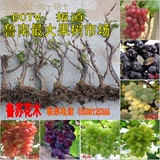 葡萄苗盆栽 葡萄树苗 巨峰葡萄苗 葡萄小苗 一年小葡萄 八年葡萄