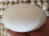 双黄鹅蛋农家生态散养新鲜鹅蛋处子鹅蛋孕妇去胎毒土鹅蛋草鹅蛋