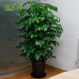 幸福树（绿宝）大型办公室花卉盆栽室内植物净化空气吸甲醛绿植