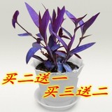 花卉室内盆栽紫吊兰紫罗兰花苗净化空气观花植物花草