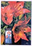 8514比利时极限片1990年根特花卉展 藩红花 首纪戳 1片