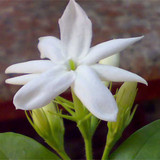 室内盆栽【白色单瓣茉莉】茉莉花苗 香味浓郁 净化空气花卉绿植