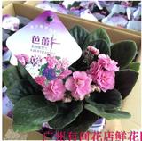 广州同城满200元免费送货上门绿植桌面小盆栽办公室系列紫罗兰