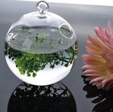 现代简约悬挂式玻璃透明花瓶 水培小吊瓶玻璃花瓶摆件植物瓶