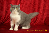 LAZYBONES猫舍异国短毛猫CFA认证纯法国血统赛级蓝白MM有血统证书