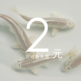 纯种日本锦鲤 普通白金观赏鱼 风水鱼锦鲤活体锦鲤鱼苗