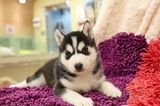 纯种血统赛级哈士奇犬幼犬 出售黑色双蓝眼哈士奇雪橇犬宠物狗088