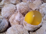 河南农家土特产 手工鸡蛋变蛋 皮蛋 非松花蛋 无铅溏心变蛋