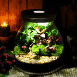 苔藓微景观植物生态瓶迷你桌面小盆栽DIY龙猫材料摆件带灯