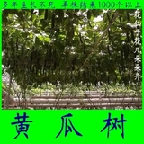 黄瓜种子 树形黄瓜 观果高产多年生蔬菜种子 单株结果达1000个