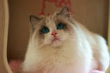 PinkBlue<Blondie> 蓝双色 blue bi-color 布偶猫<种母展示>!