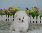 【gogoo窝】实拍 幼犬 白色博美 俊介 长不大 活体 宠物犬