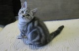 赛级家养 美国短毛猫 银虎斑 标准纹 幼猫出售中