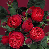 欧月花苗 红钢琴 包子型月季苗 庭院阳台盆栽花卉蔷薇玫瑰花苗