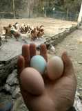 雪峰乌骨鸡种蛋 农家散养土鸡蛋 柴鸡蛋 受精蛋种蛋  满30个包邮