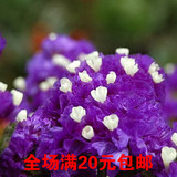 包邮 紫色勿忘我种子 情人草 星辰花 盆栽阳台花卉种子 30粒