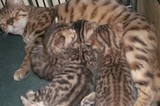 @燕子名猫@家庭繁殖 名猫出售 孟加拉豹猫 数量不多 多是精品